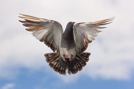 Brown and White Flying Bird on Blue Sky thumbnail
