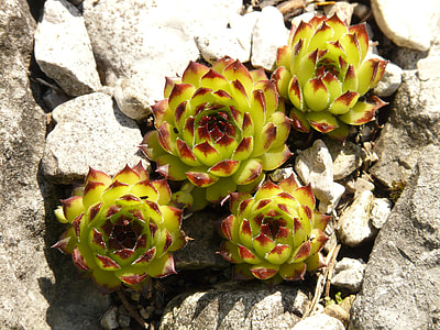 Roof Houseleek, Real Houseleek thumbnail