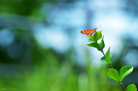 orange butterfly on green plants thumbnail