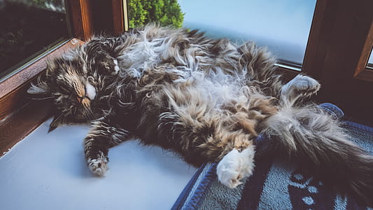 Cat Lying on Rug thumbnail
