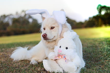 adult white Samoyed wearing white rabbit headband lying beside white rabbit plush toy over green grass ground thumbnail