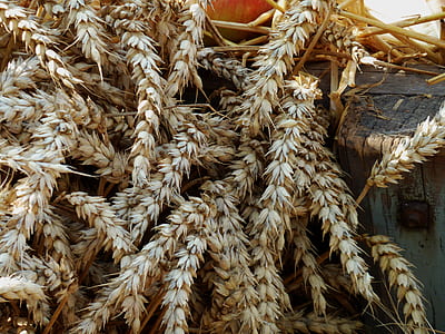 close-up photo of brown grasses thumbnail
