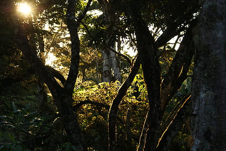forest trees during daytime thumbnail
