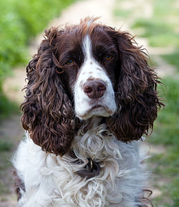 closeup photography of Welsh Springer spaniel thumbnail