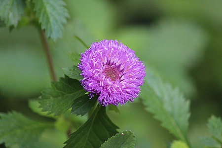 Callistephus Chinensis, Flower thumbnail