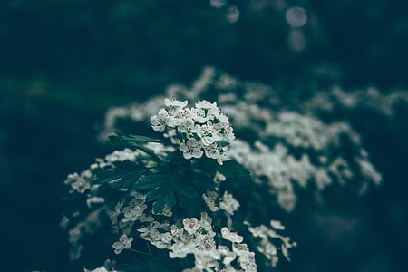 selective focus photography of white cherry blossoms thumbnail