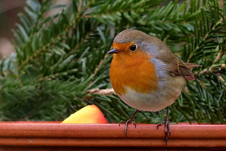Brown White and Orange Small Bird Perched on Wood Near Pine Tree Leaf thumbnail