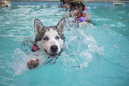 black and white Siberian husky playing on pool thumbnail