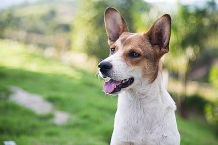 close-up photo of white and brown dog thumbnail