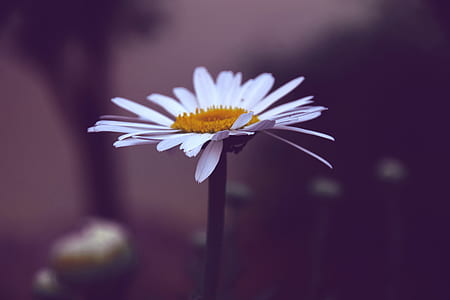 Photo of White and Yellow Daisy Flower thumbnail