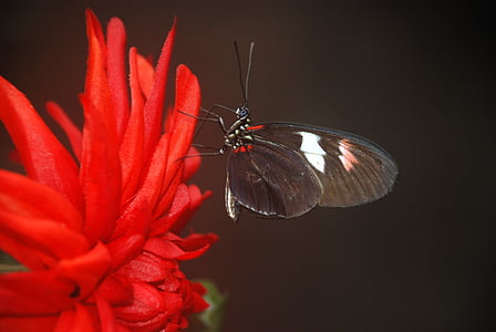 black and red butterfly perched on red flower in closeup photo thumbnail
