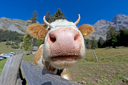 close photo of Calf face thumbnail