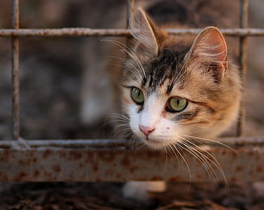 selective focus photography of orange and gray tabby cat thumbnail