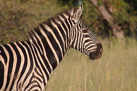 zebra close-up photography thumbnail
