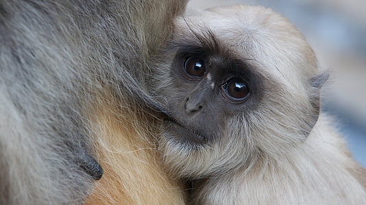 beige and gray primate thumbnail