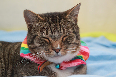 brown tabby cat closing eyes thumbnail