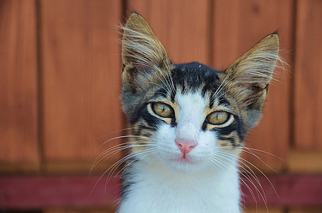 closeup photo of white and black cat thumbnail