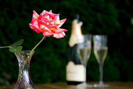 shallow focus photography of pink flower in clear vase thumbnail