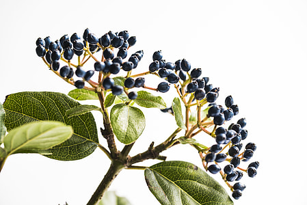 black berries thumbnail