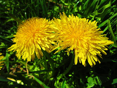 shallow focus photography of yellow flowers thumbnail
