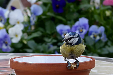 yellow bird on pot thumbnail