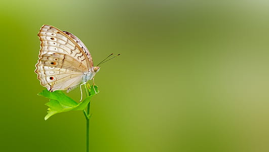 white peacock butterfly on green leaf plant thumbnail