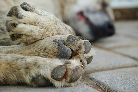 dog laying on grey pavement thumbnail