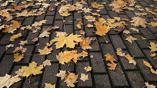 maple leaves on grey pavement thumbnail