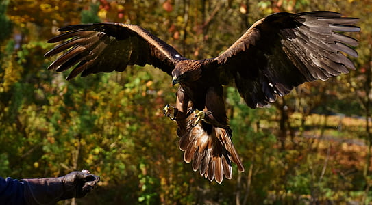 flying golden eagle thumbnail