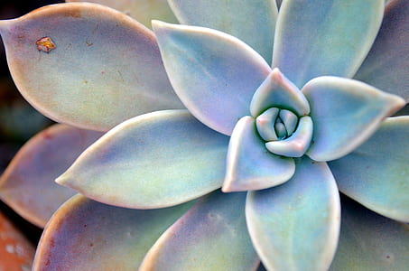 closeup photo of succulent plant thumbnail