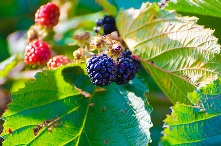 shallow focus photography of blueberries thumbnail