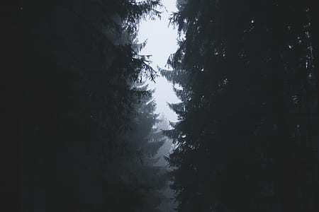 silhouette photography of forest with fogs thumbnail