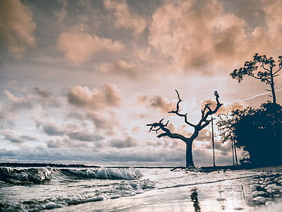 leafless tree near body of water during golden time thumbnail