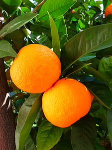 two orange fruits thumbnail