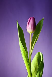 closeup photo of purple flower thumbnail