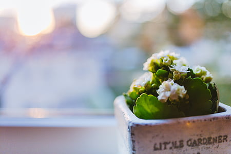 selective focus photography of white-petaled flowers thumbnail