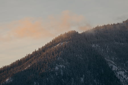 green trees under blue sky at daytime thumbnail