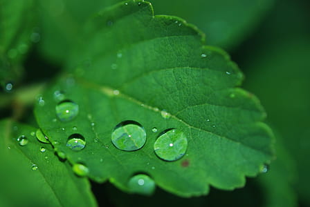 macro shot of a dew on green leaf thumbnail