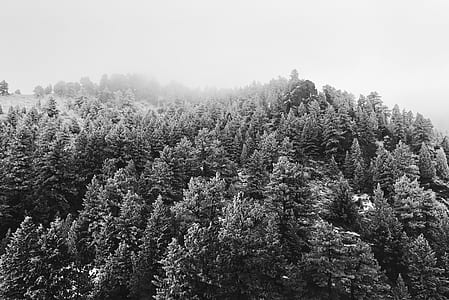 trees covering with snow thumbnail