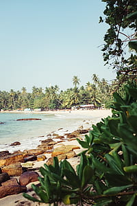trees near beach thumbnail