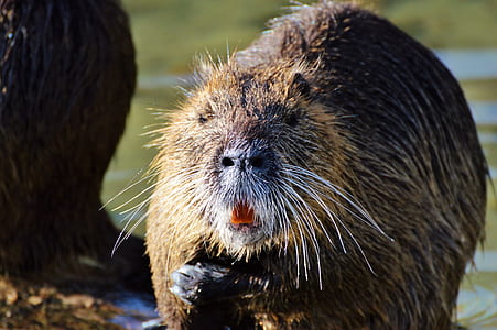 brown beaver near body of water in close-up photography thumbnail