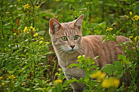 orange tabby cat beside yellow petaled flowers at daytime thumbnail