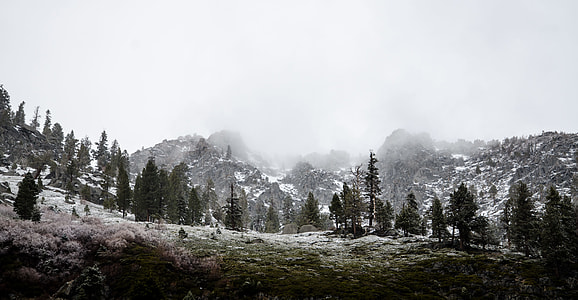 green trees thumbnail
