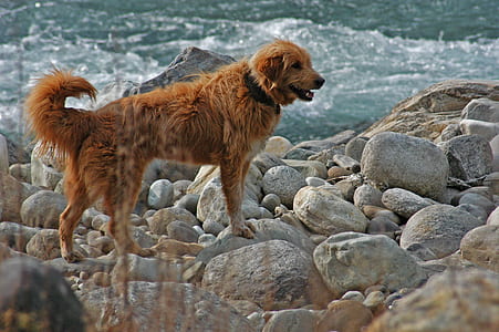 Labrador Dog Near Yhe Ocean thumbnail
