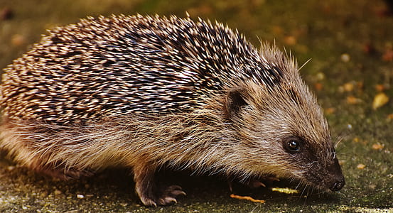 Black Grey Hedgehog thumbnail