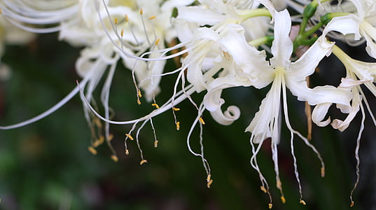 white petaled flower thumbnail