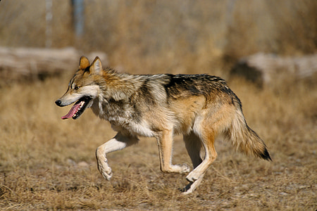 selective focus photography of wolf dog at daytime thumbnail