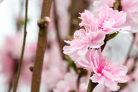 selective focus photography of pink cherry blossoms thumbnail