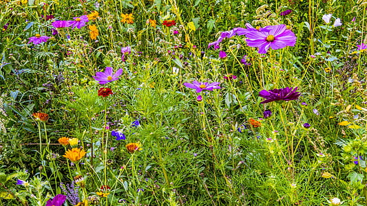 assorted flowers thumbnail