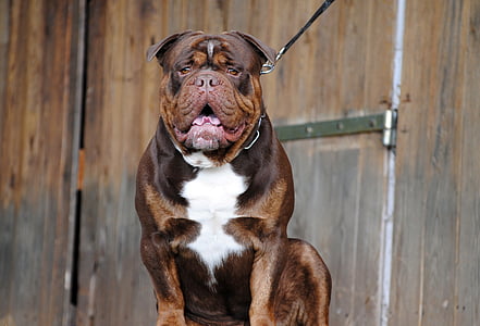 adult short-coated brown and white bulldog beside brown wooden wall thumbnail